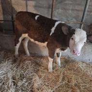 گوساله سیمنتال