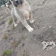 واگذاری توله سرابی اصیل