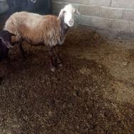 گوسفند و توقلی