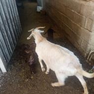 بز سانن ماده