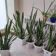 سانسوریا ترکیبی