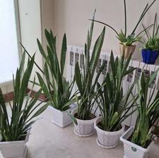 سانسوریا ترکیبی