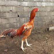 مرغ وخروسهای لاری