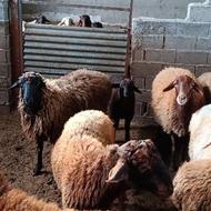 بره گوسفند