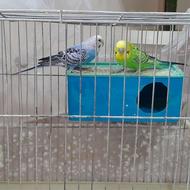 5عدد مرغ عشق کاملا سرحال وشاد