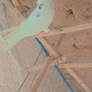 کفتر پرشی همه سالمو سلامت