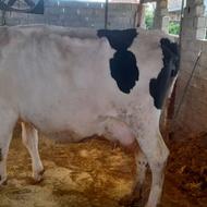 فروش گاوابستن