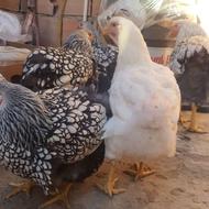 6 عدد مرغ تخم گذار سیلور