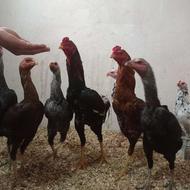 مرغ وخروس لاری