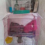 فروش قفس عروس هلندی