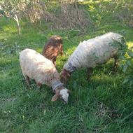 فروش سه عدد گسفند