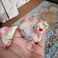 عروس هلندی سرلاک وجفت مرغ عشق