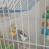 عروس هلندی نر