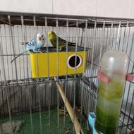 مرغ عشق مرغ عشق