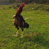 خروس لاری یوقی