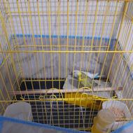 یک جفت مرغ عشق هلندی