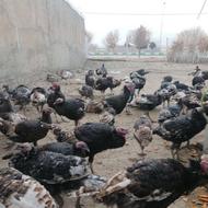 مرغ تخمگذار محلی خریدارم 100 الی 200 عدد