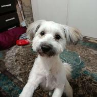 واگذاری سگ شیتزو