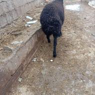 بره نر عالی دشتی