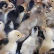 جوجه اردک محلی