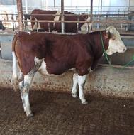 خریدوفروش گوساله به صورت عمده وتکی