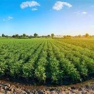 فروش زمین در فولادکلاه قاعمشهر243 متر 