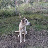 واگذاری سگ ماده افغان