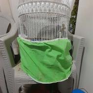 پرنده عروس هلندی