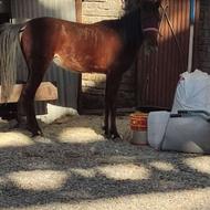 فروش اسب یکی اسب بالغ و یکی کره سه ساله سالم