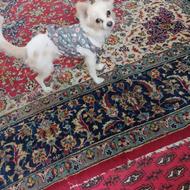 سگ نژاد پامر اشپیدز عقیم شده واگذاری