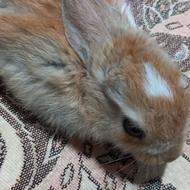 خرگوش لپ هلندی