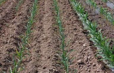 زمین کشاورزی فروشی قابل کشت