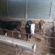 فروش سه راس گوساله