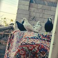 سه جفت کفتر پرشی