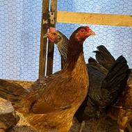 مرغ لاری بلژیک