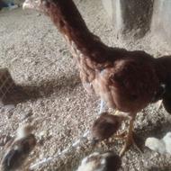 مرغ لاری اصل