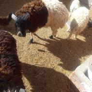 بره نرچاق سرحال معامله با میش زاییده سرحال