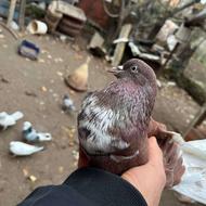 کبوتر پرشی غریب