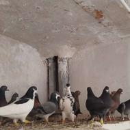 کبوتر یه دسته