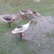 سه غاز محلی بفروش می‌رسد.