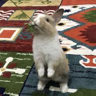 خرگوش مینیاتوری