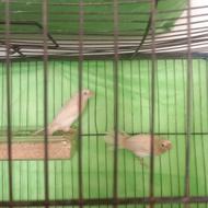 یه جفت فنج بنگالی خوشگل