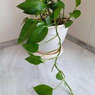 گیاه با گلدان و زیر گلذانی