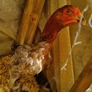 مرغ طوس نصل بالا