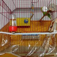 یک جفت مرغ عشق مولد در حال،لونه گرم کردن