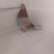 کبوتر غریب.