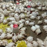 مرغ کوشتی اورکانیک