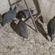 مرغ شاخدار سیساک