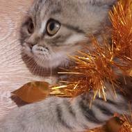 گربه نر بریتیش شورت هیر