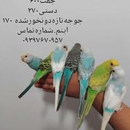 مرغ عشق دستی